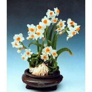  Shui Xian Hua 5 Bulbs  INDOORS Chinese Sacred Lily RARE 
