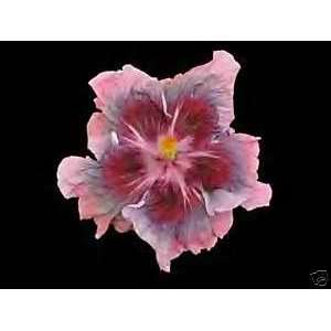  Cajun Color Hibiscus City Slicker Patio, Lawn & Garden