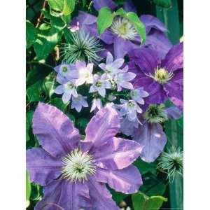  Campanula Lactoflora Growing Amongst Clematis (Purple 