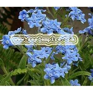 com CHINESE FORGET ME NOT Cynoglossum Amabile     2,500 Flower Seeds 