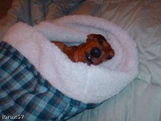 Your Doxies in Our Snuggle Bags items in Whats Up Dox Dachshund 