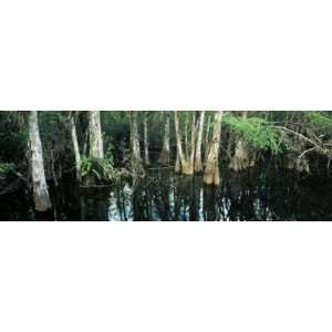 Cypress Trees Growing in Water, Big Cypress National Preserve, Florida 