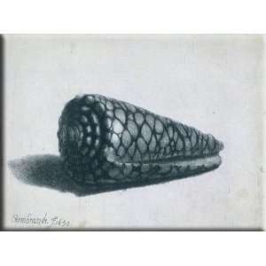  Cone Shell 30x22 Streched Canvas Art by Rembrandt