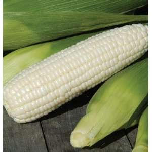  Davids Sweet White Corn Augusta 150 Treated Seeds per 