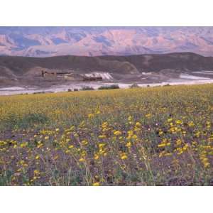  Harmony Borax Works and Carpet of Desert Gold Wildflowers 