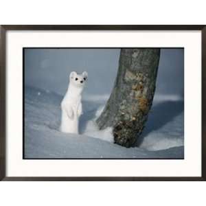  A Long Tailed Weasel in Winter White Camouflage Stands in 