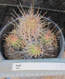 Echinocereus enneacanthus Cold Hardy Clumping Hedgehog Cactus Texas 18 