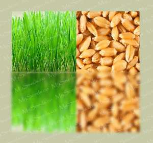 Hard Red Spring Wheat Sprouting Seeds Wheat Grass Juice  