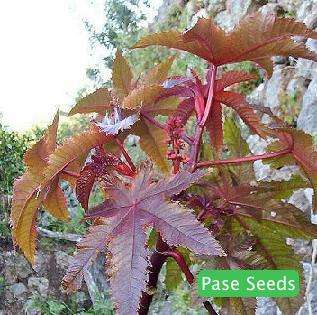 Ricinus Communis Sanguineus Seeds  