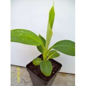  Musa Dwarf Cavendish Banana Fruit Tree ~ Live Plant 