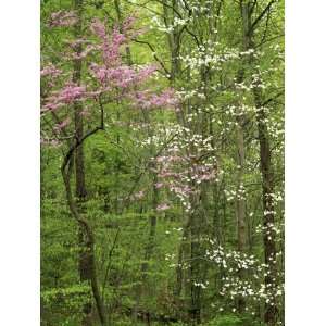 Eastern Redbud and Flowering Dogwood, Arlington County, Virginia, USA 
