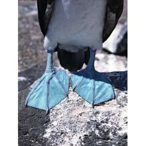  Feet of the Blue footed Booby, Galapagos Islands, Ecuador 