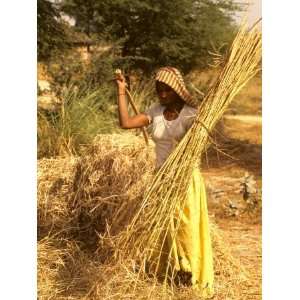  Farmer Cutting Straw and Wheat in Fields near Agra, India 