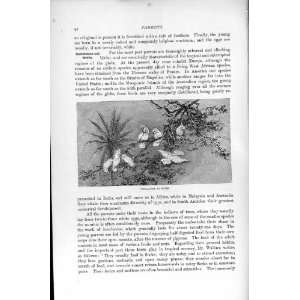  COCKATOOS PARROTS BIRDS PRINT NATURAL HISTORY 1895