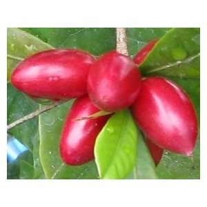  15 Miracle Fruit Seeds   Sour to Sweet   Synsepalum 