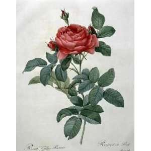  Rosa Gallica (Pontiana) by Pierre joseph Redoute . Art 