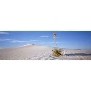  Soaptree Yucca, White Sands National Monument, New Mexico 