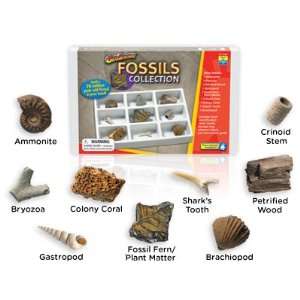 Educational Insights   GeoSafari   Fossils Collection 