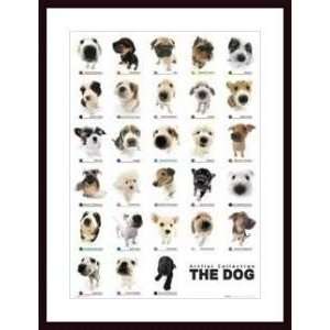   Dog (Collection)   Artist Anon   Poster Size 35 X 25