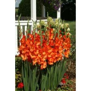  10 Sun Kissed Gladiolus Bulbs 12 14 cm Size Bulbs Patio 