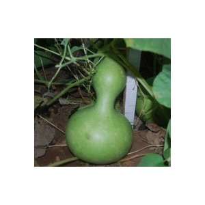  Birdhouse Gourd