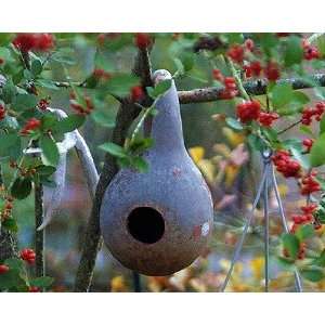 Todds Seeds   Gourds   Birdhouse / Bottle Gourds Seed, Sold by the 
