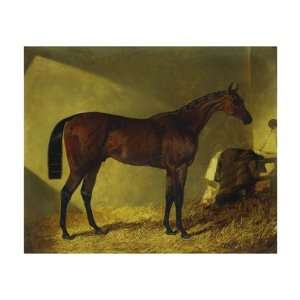  The Race Horse Merry Monarch in a Stall Premium Giclee 