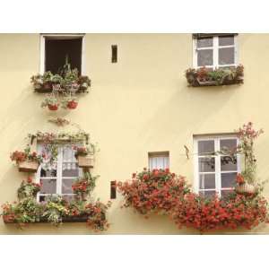 Summer Window Boxes and Pots Pelargonium, Viola, House Plants Yellow 