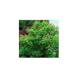  ONeil Red Horsechestnut Shade Tree Shipped Potted in Soil 