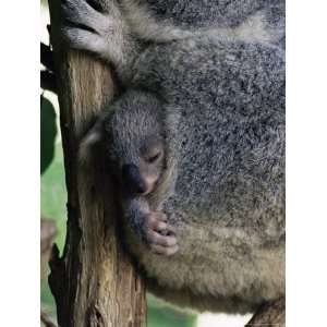  Baby Koala Bear (Phascolarctos Cinereus) in Pouch 