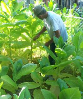 leaf tobacco can be grown in pots on your patio or in your garden