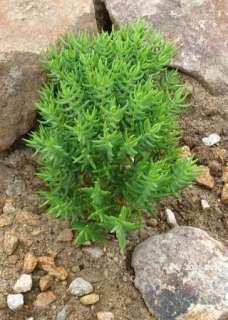 Crassula tetragona , or Miniature Pine Tree, is a succulent glabrous 