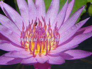 500 Seeds Pink day bloomer Water Lily/Nympheae/Lotus  