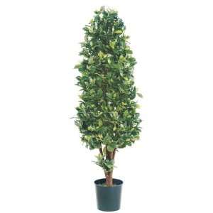   Decorative Cone Shaped Ficus Trees with Round Pots 5
