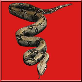 3D Snake Python Reptile 100% Cotton T Shirt S,M,L,XL,2X,3X,4X,5X 14 