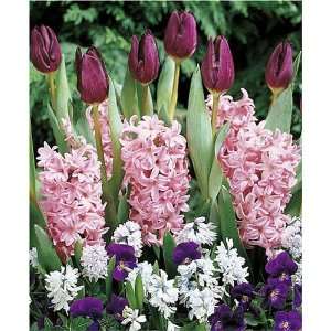   (18 bulbs Tulips, Hyacinth & Puschkinia) Patio, Lawn & Garden