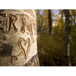  Close up of Carving on the Trunk of a Quaking Aspen Tree 