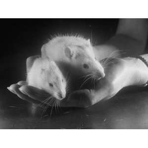  Rats Suffering from Radiation Sickness Being Experimented 