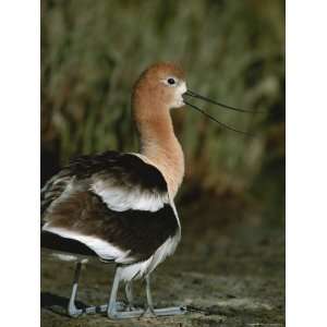  An American Avocet Shelters Her Chick Under Her Wing 