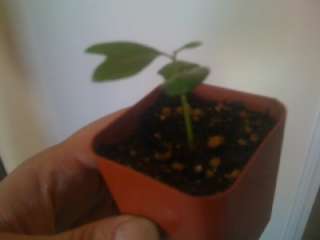 Only  source for Live Seedling Plant and is a definately a must 