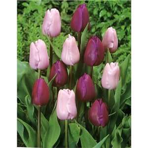    Pink Diamond Tulip Collection (18 bulbs) Patio, Lawn & Garden